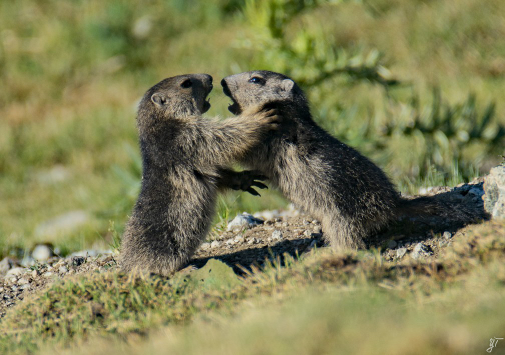 Marmotton